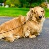 gildeddachshund